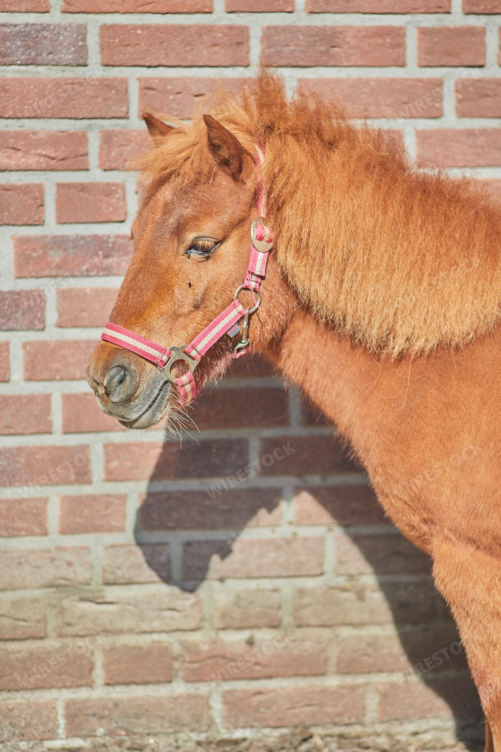A portrait of a beautiful Noma horse standing by a red brick wall in bright sunlight