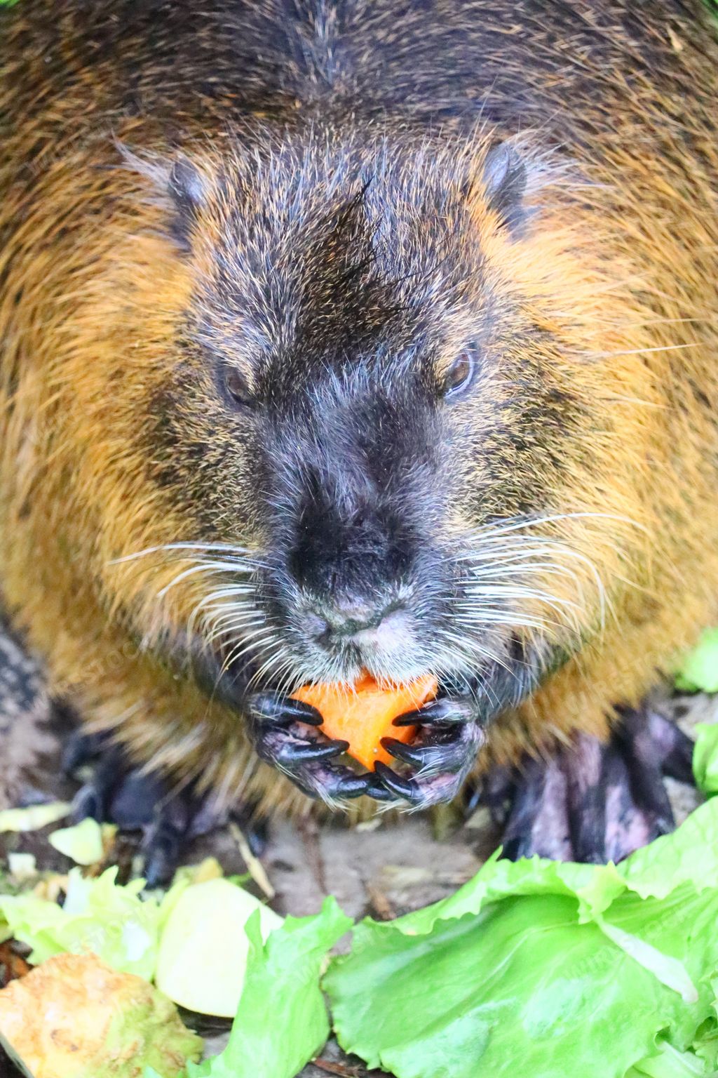 A vertical shot of a capybara eating a carrot