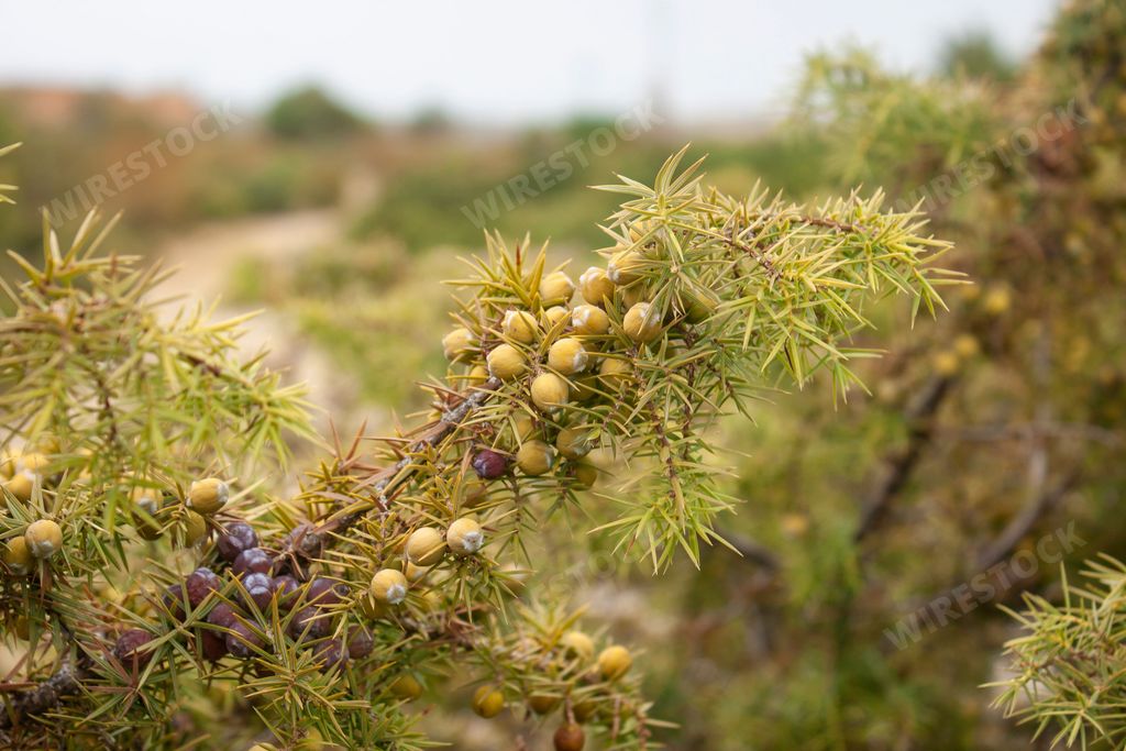 A branch of Cade juniper tree with fruits