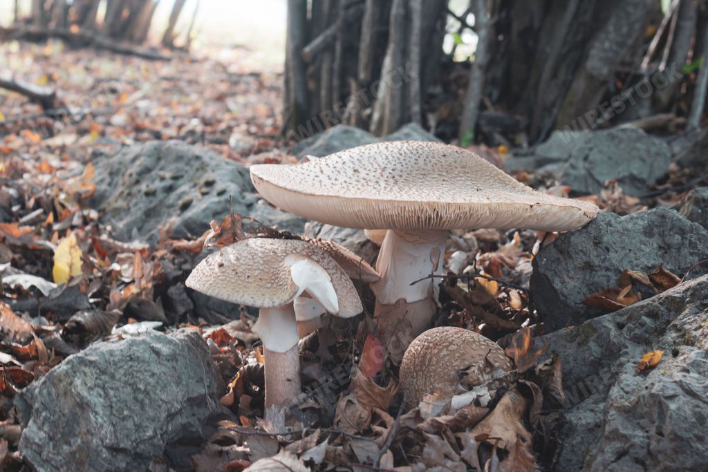 The edible amanita rubescens, blusher mushroom growing in the leaves in the forest