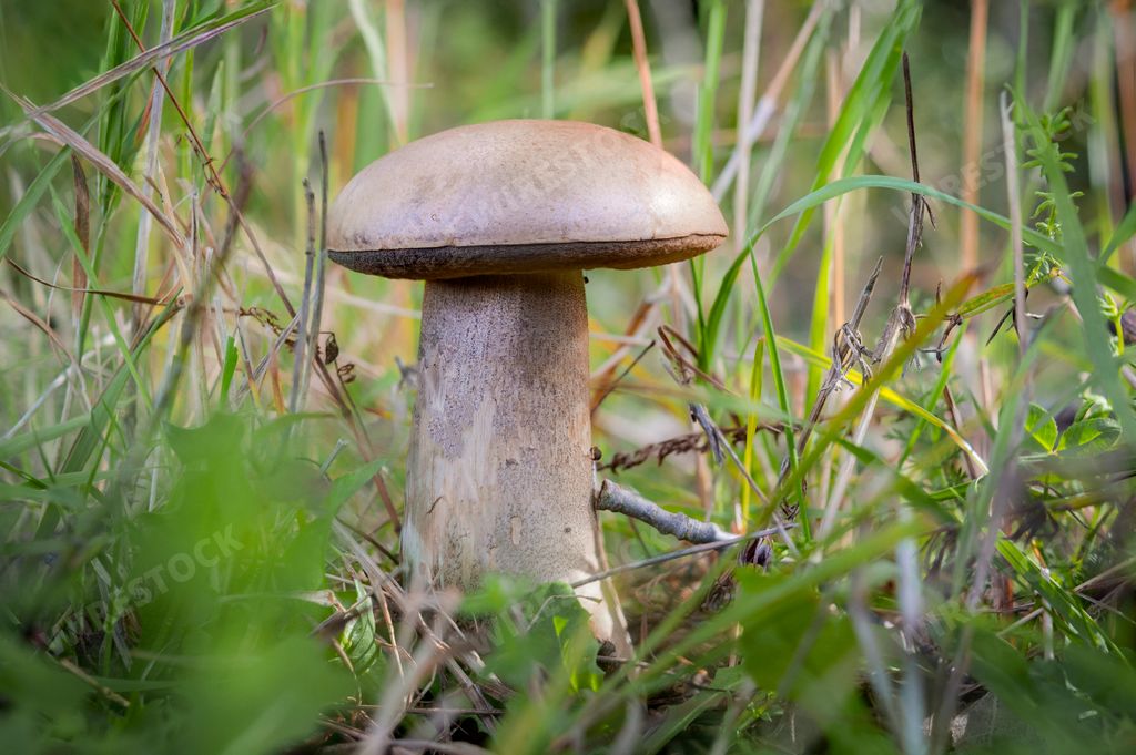 Leccinum scabrum, edible wild mushroom, birch bolete