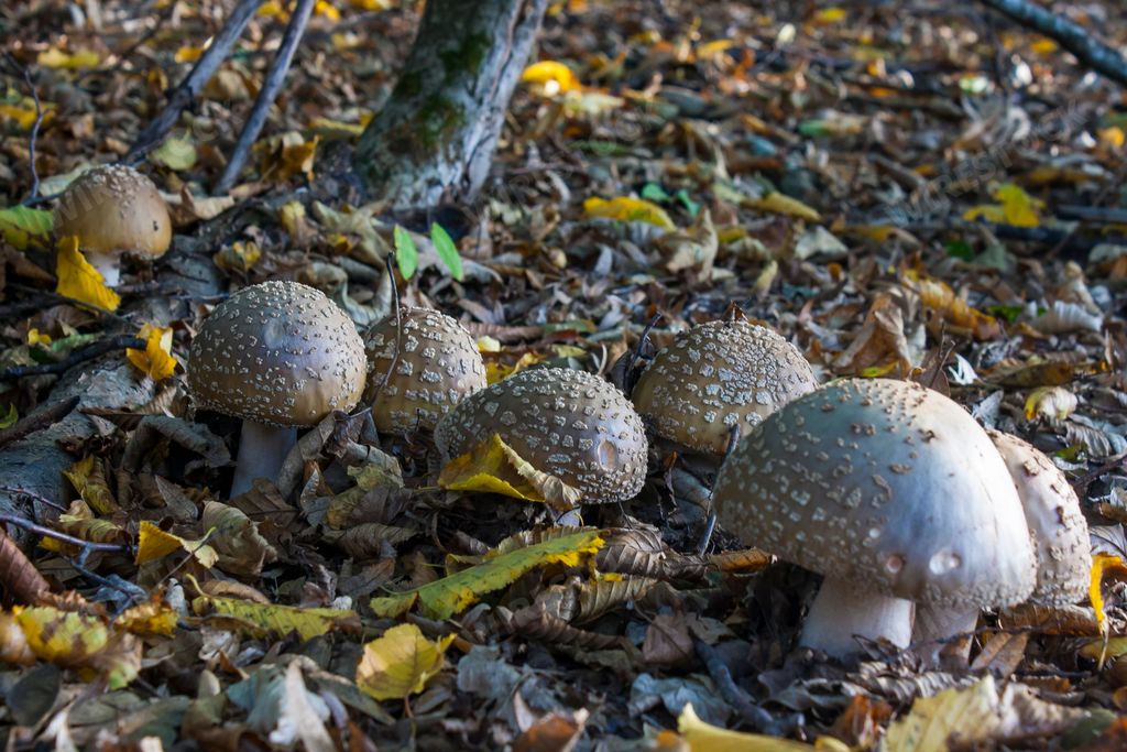 The edible amanita rubescens, blusher mushroom growing in the leaves in the forest