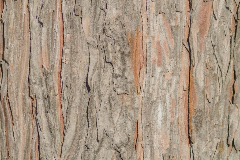 A pine tree bark texture background
