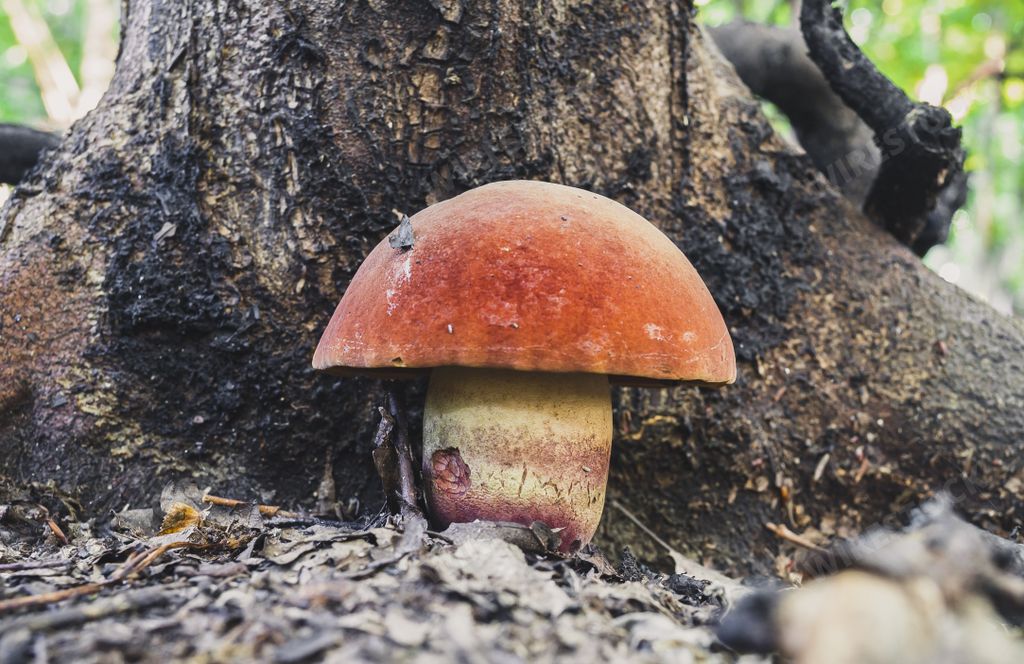 A closeup shot of Boletus queletii, known as deceiving bolete