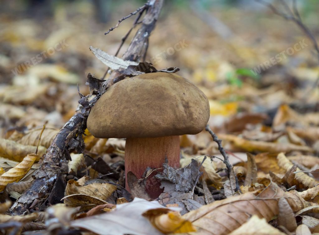 One little brown mushroom in autumn leaves