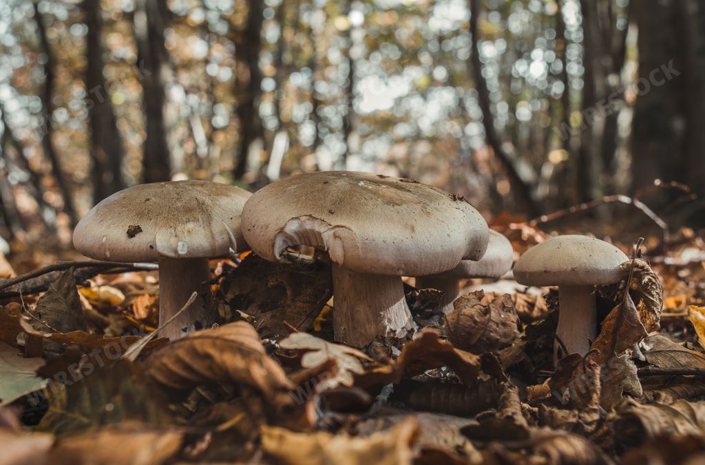 A closeup shot of clouded agaric mushrooms growing on a forest floor