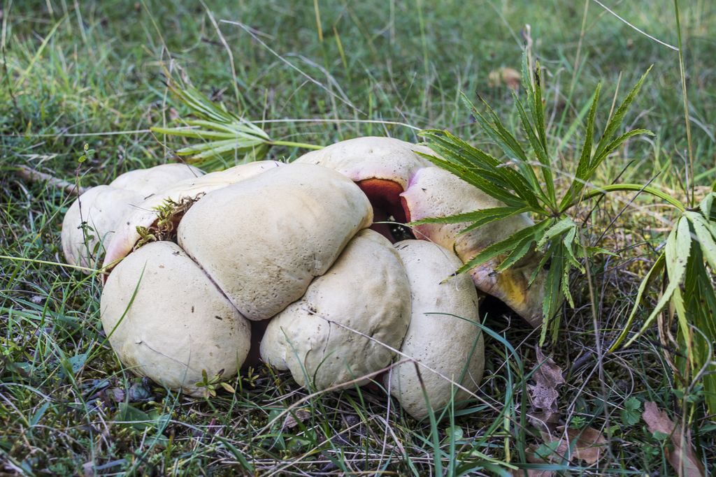 A closeup shot of satan's bolete poisonous mushrooms in the forest