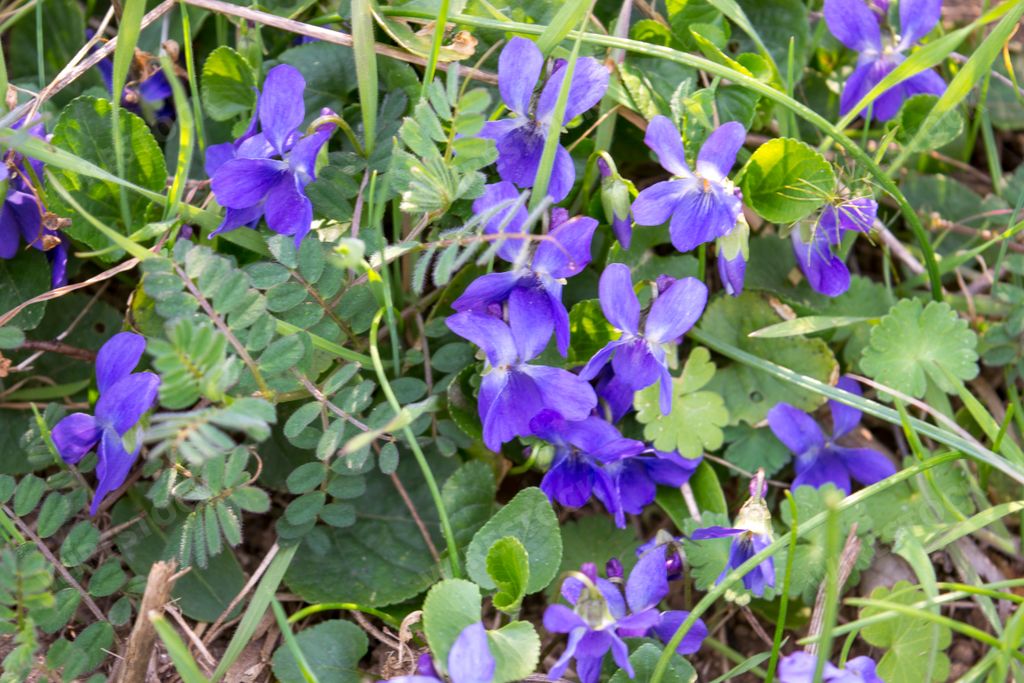 A close-up shot of Violet flowers blooming in their natural environment in early spring