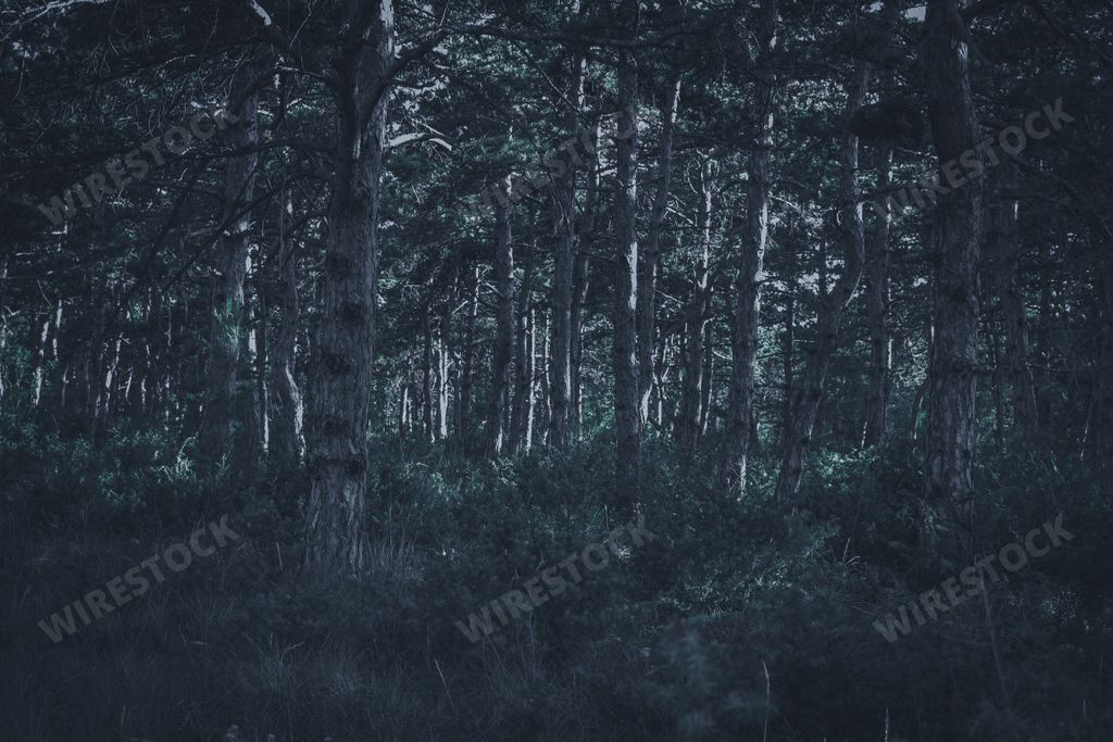 A dark green dense forest in the evening