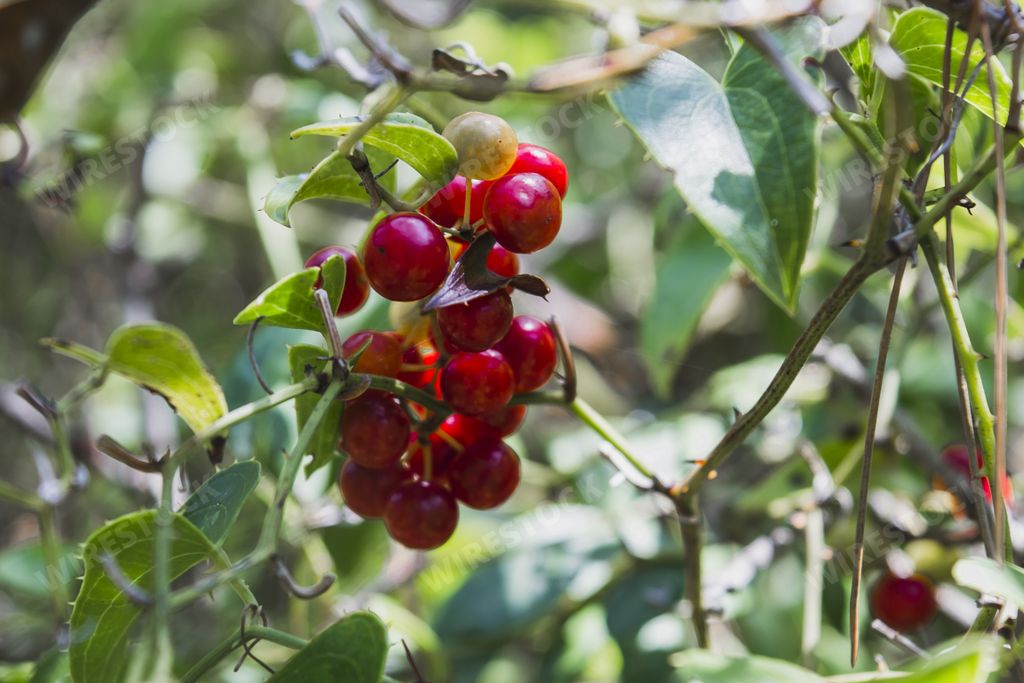A selective focus shot of Smilax aspera plant with ripe berries