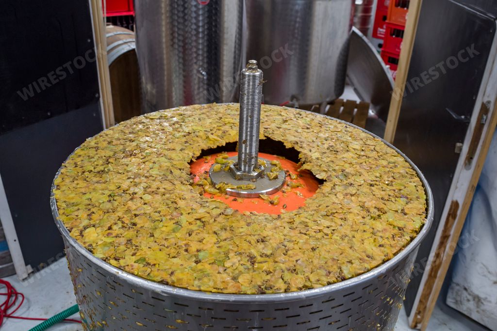 A closeup shot of pressing the grapes and extracting the liquid