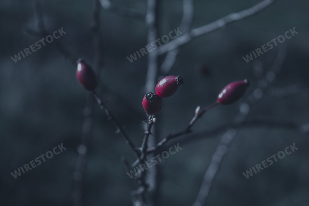 A closeup of a rose hip under the moonlight