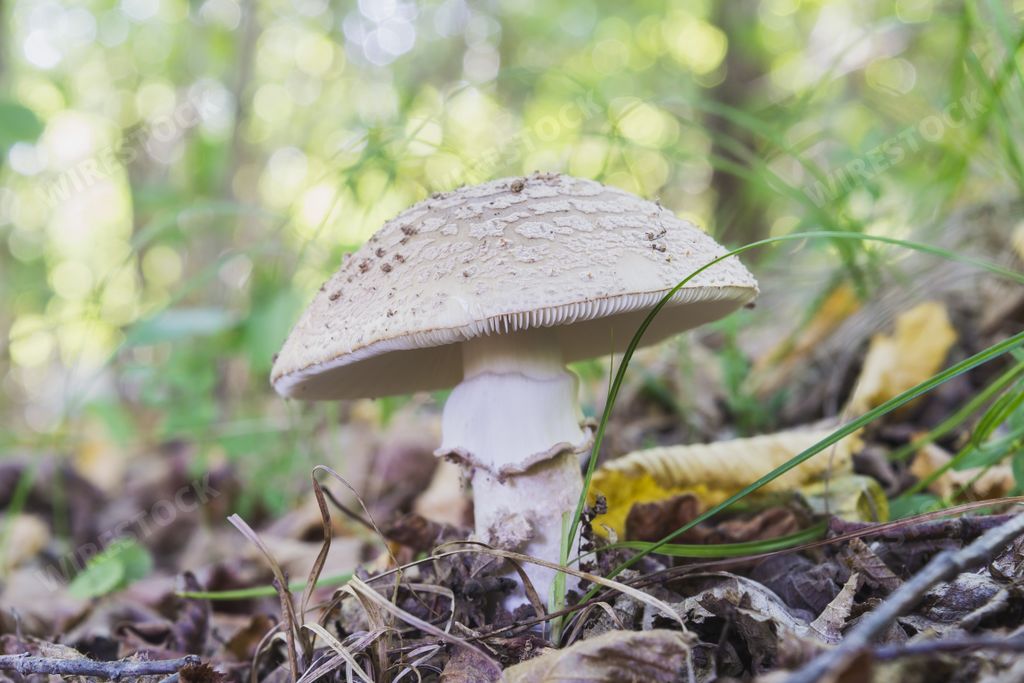A closeup shot of Amanita Rubescens mushrooms in the forest