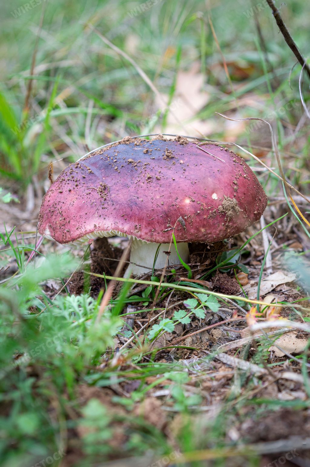 A purple brittlegill (Russula atropurpurea) edible wild mushroom