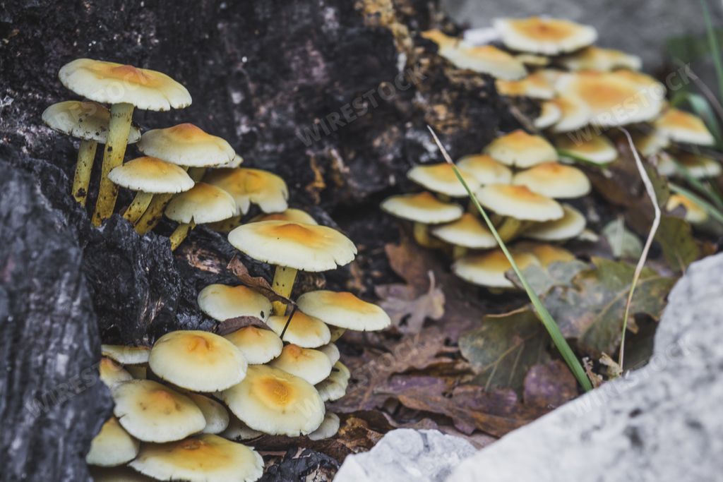 Mushrooms with orange caps growing under tree