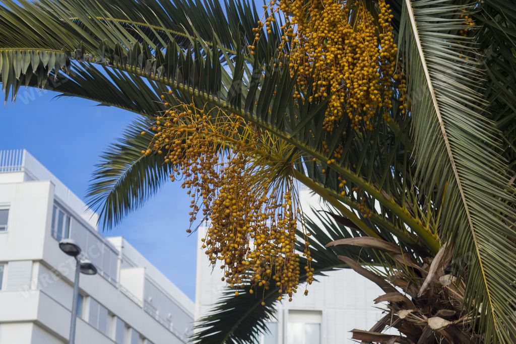 A closeup of babassu palm surrounded by white buildings under the sunlight and a blue sky