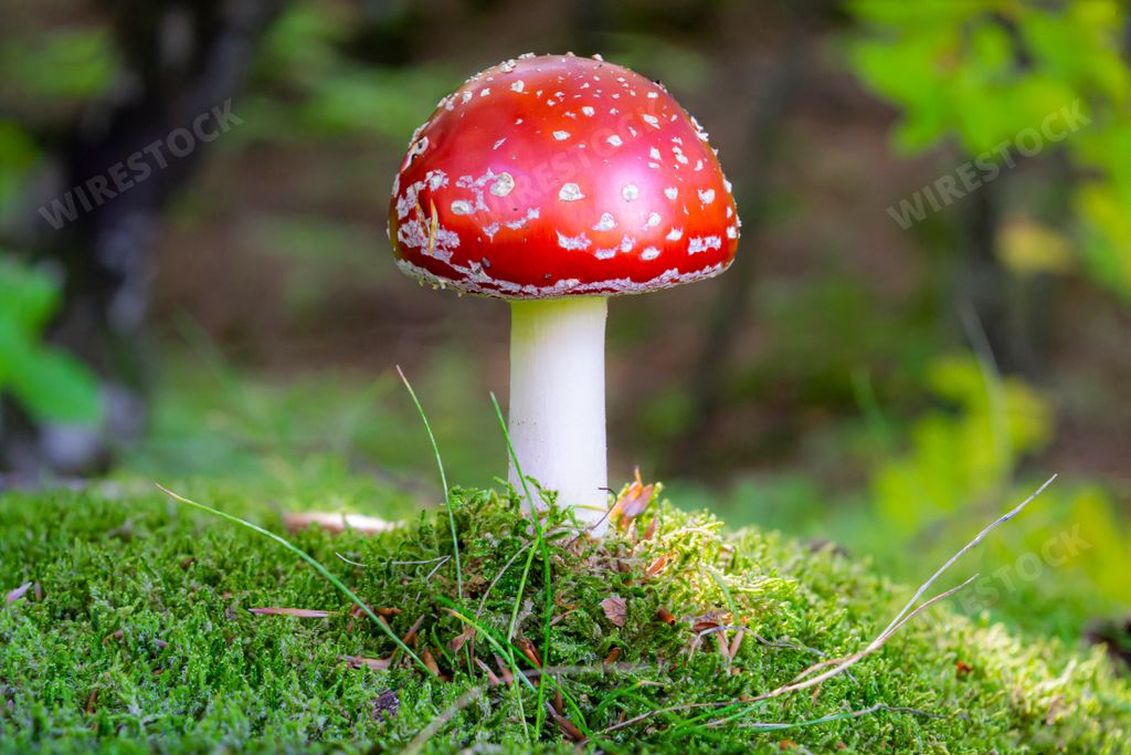 A closeup shot of Amanita muscaria, commonly known as the fly agaric in an autumn forest