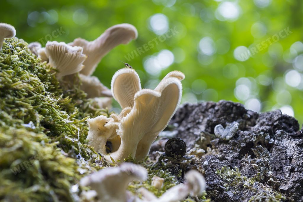 A closeup shot of a Hairy Panus (Panus Lecomtei) mushroom with bokeh on background