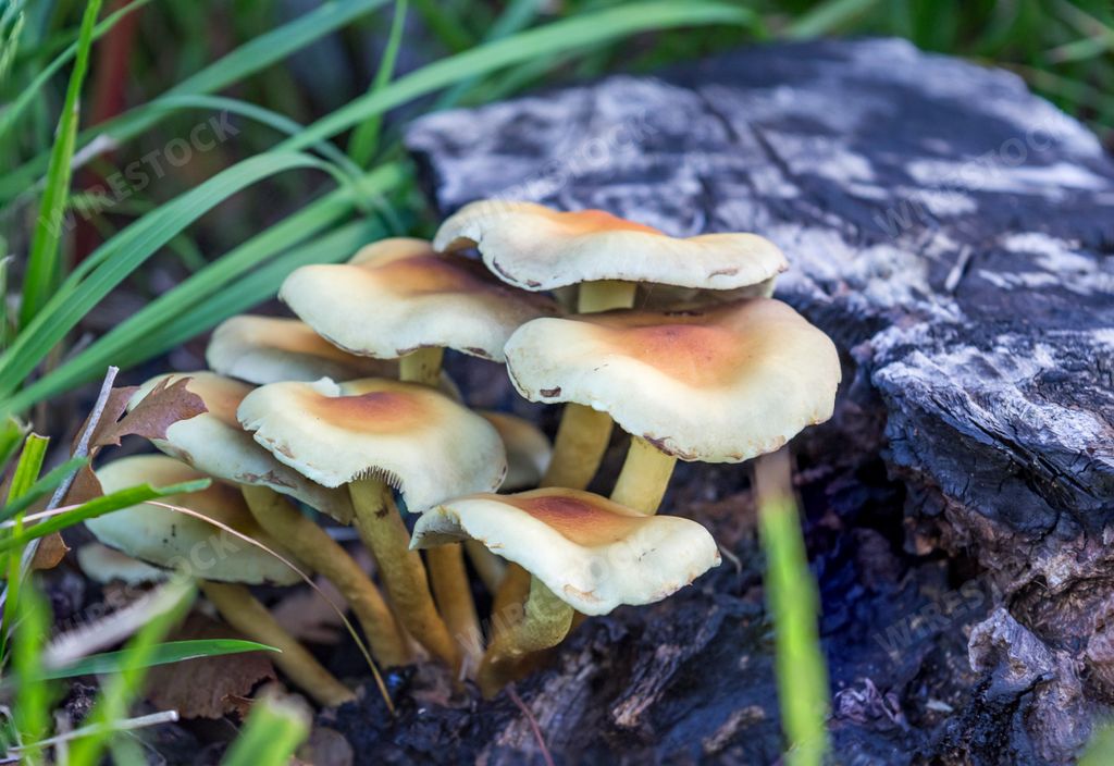 Hypholoma fasciculare, commonly known as the sulphur tuft or clustered woodlover growing on tree stump