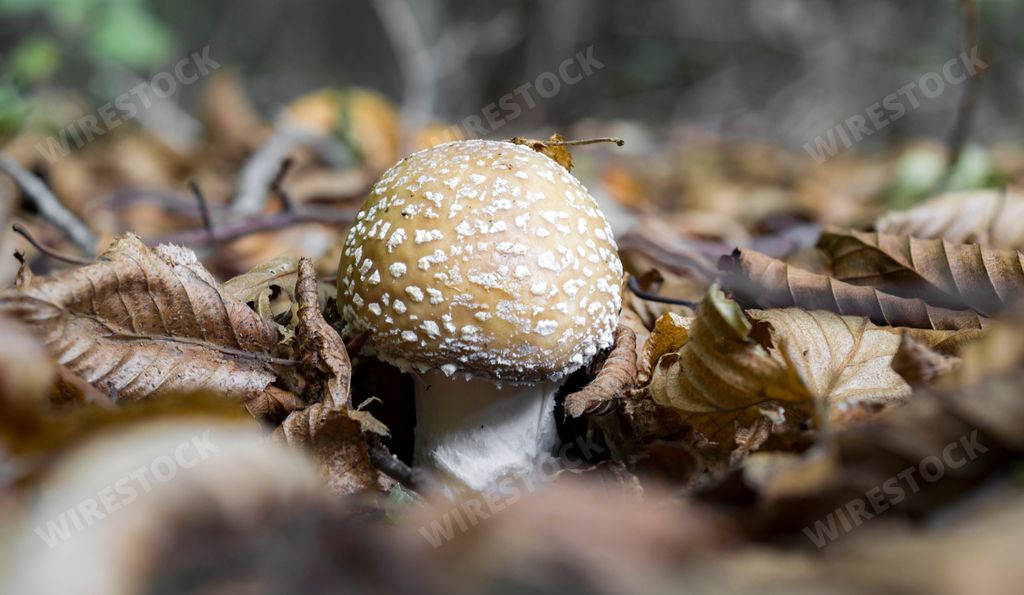 Amanita pantherina, also known as the panther cap, poisonous wild mushroom growing in a forest