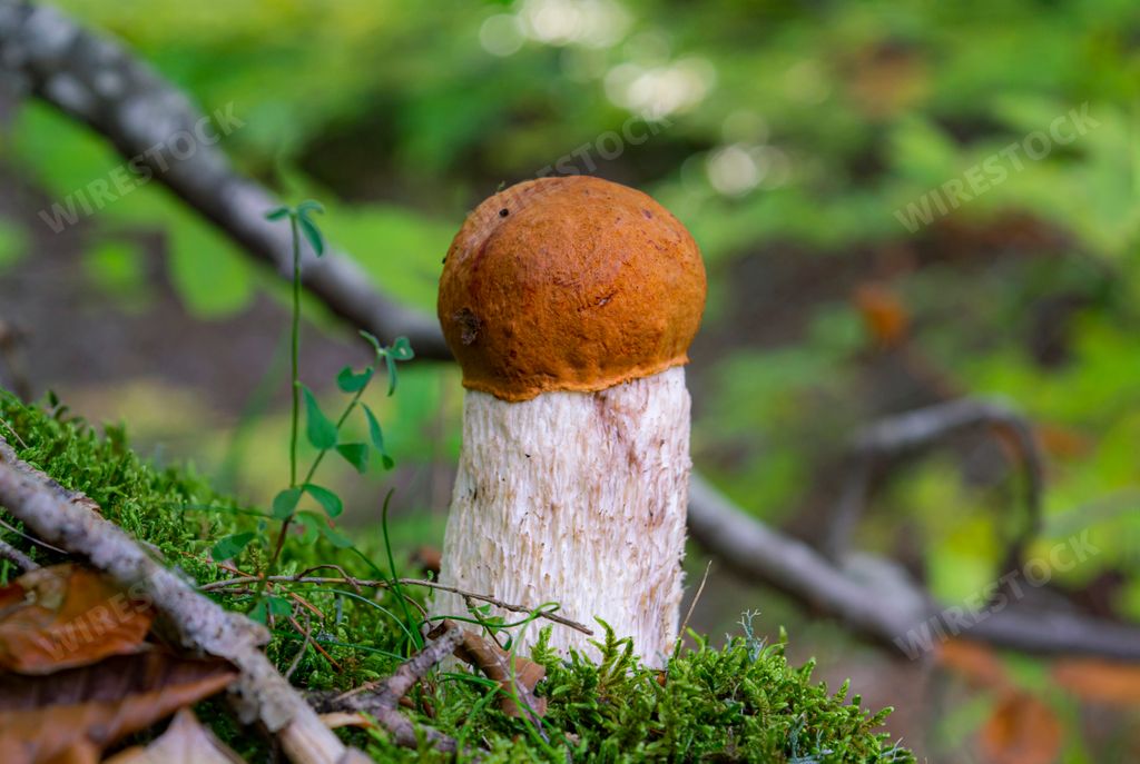The Red-capped scaber stalk (Leccinum aurantiacum) edible wild mushroom in a forest