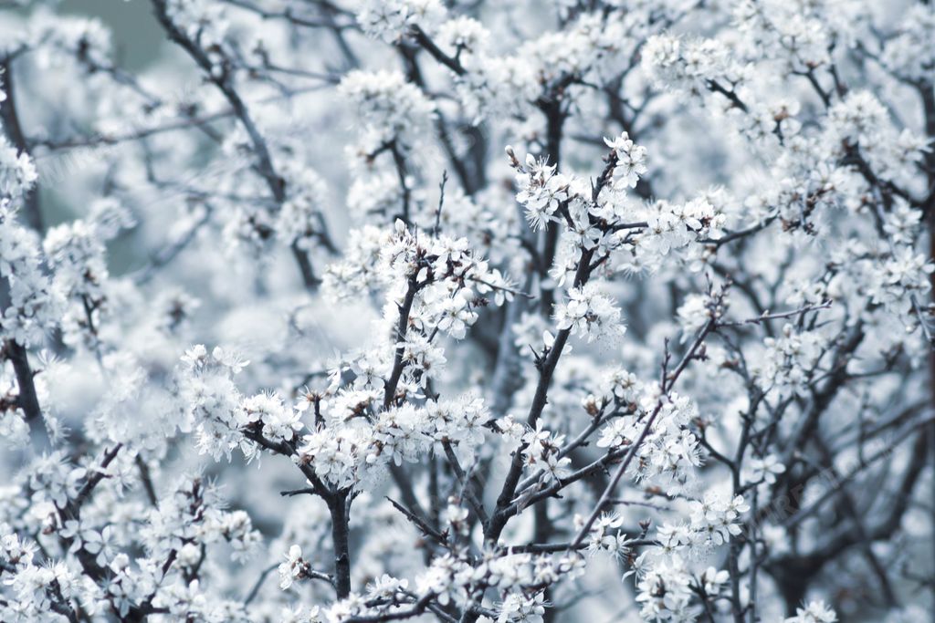 A closeup of beautiful flowering prunus spinosa - blackthorn plant, natural background