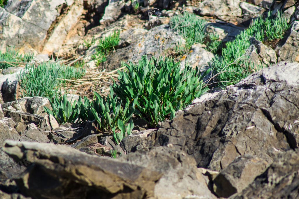 A closeup of sea-lavender on rocks on the Adriatic Coast in the Zadar County, Croatia