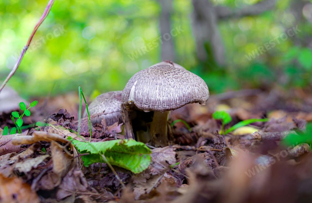 A couple of small, brown mushrooms in the forest