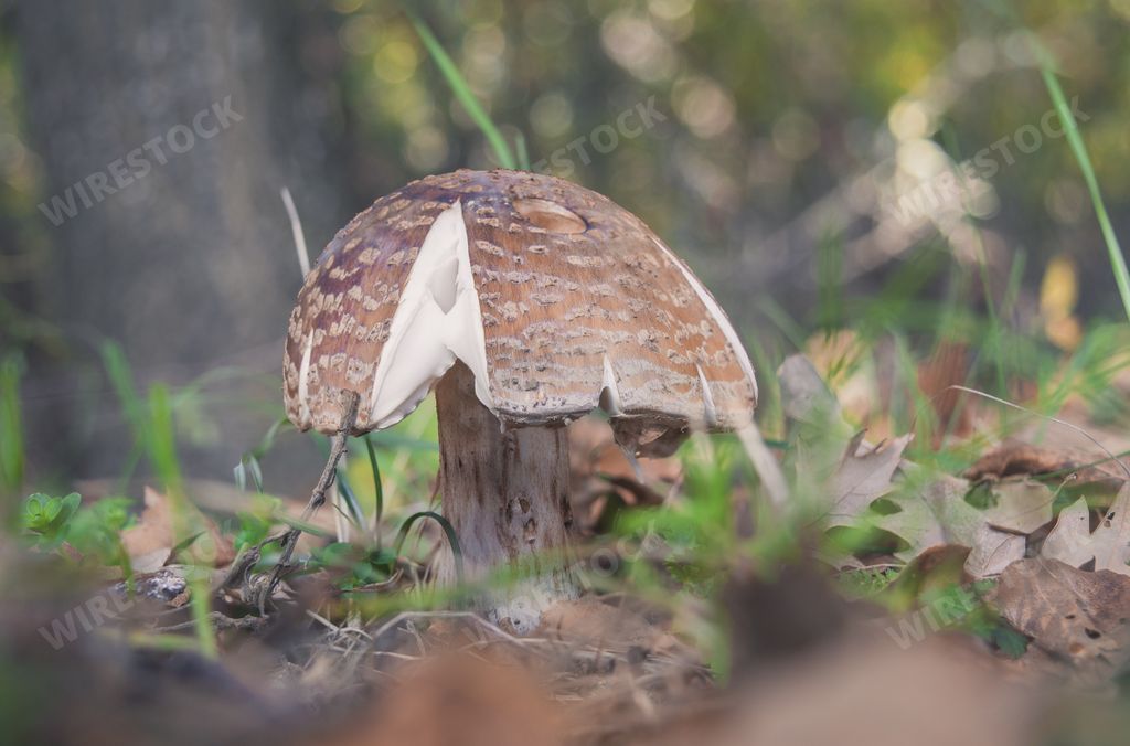 Closeup shot of Amanita rubescens known as Blusher, edible wild mushroom