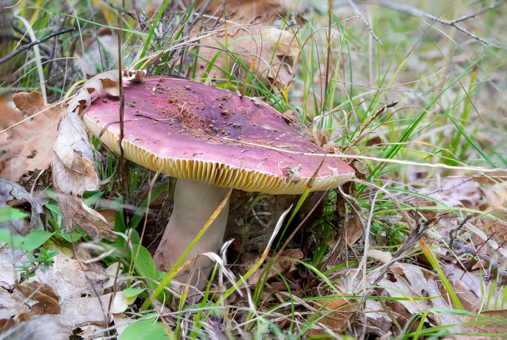 A closeup shot of a Russula vesca mushroom in the forest