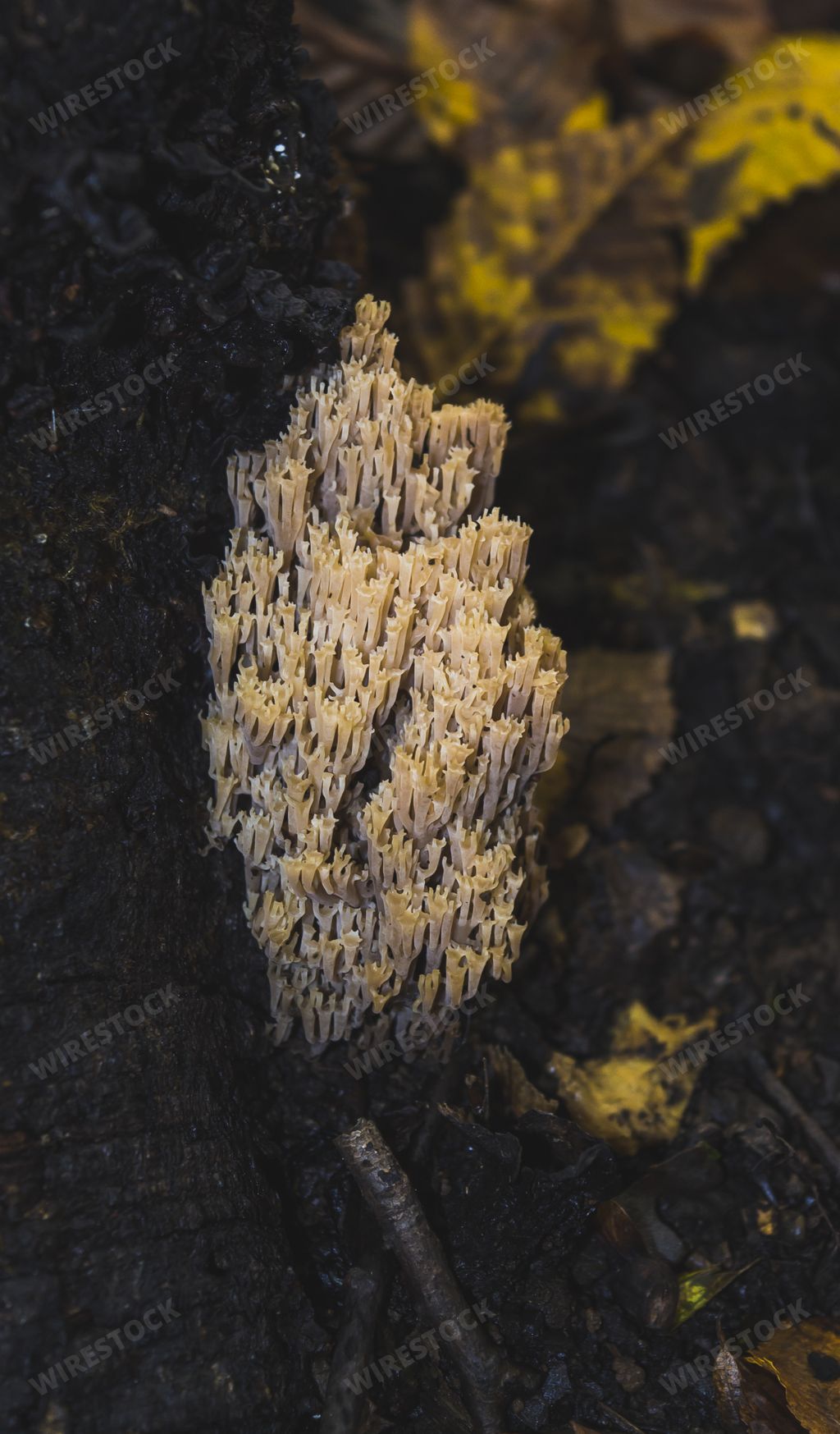 A vertical shot of edible coral mushrooms
