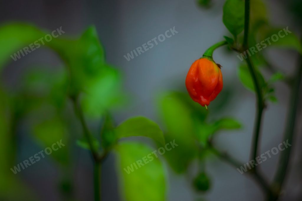 A selective focus shot of a ripe carolina reaper pepper on a plant