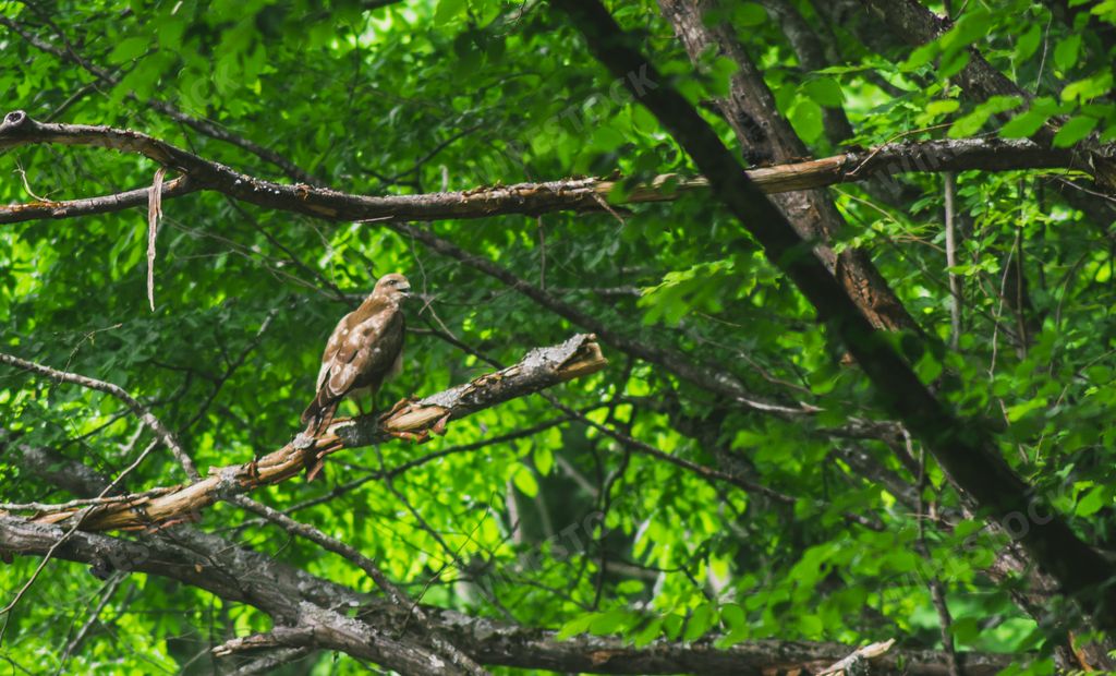 A beautiful golden eagle perched on a tree branch
