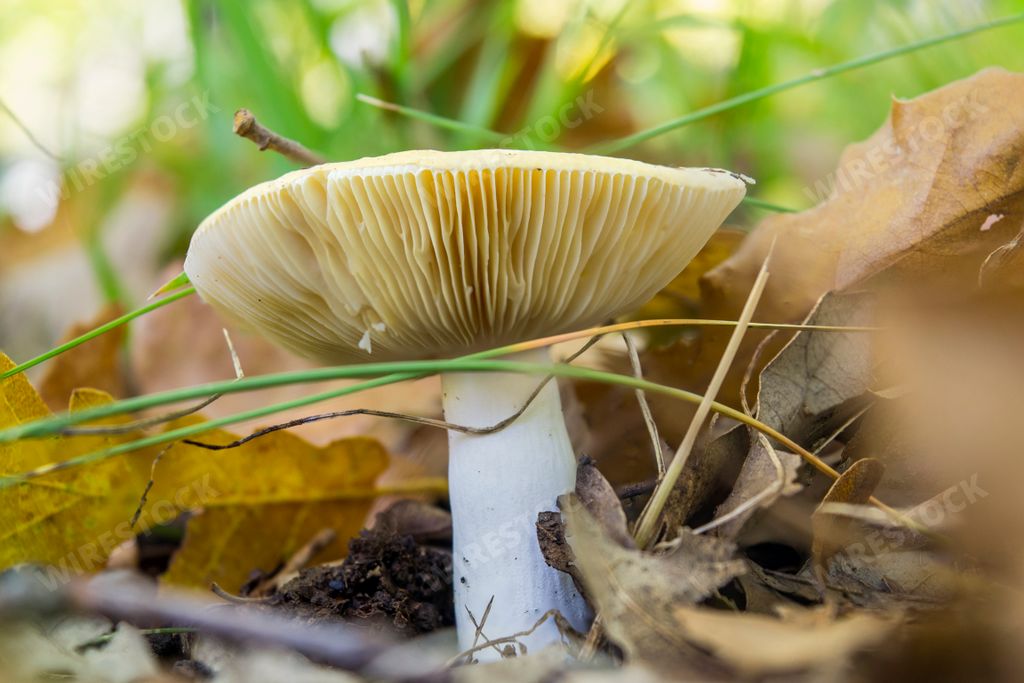 A close-up shot of a white edible Russula mushroom in the forest during the daytime