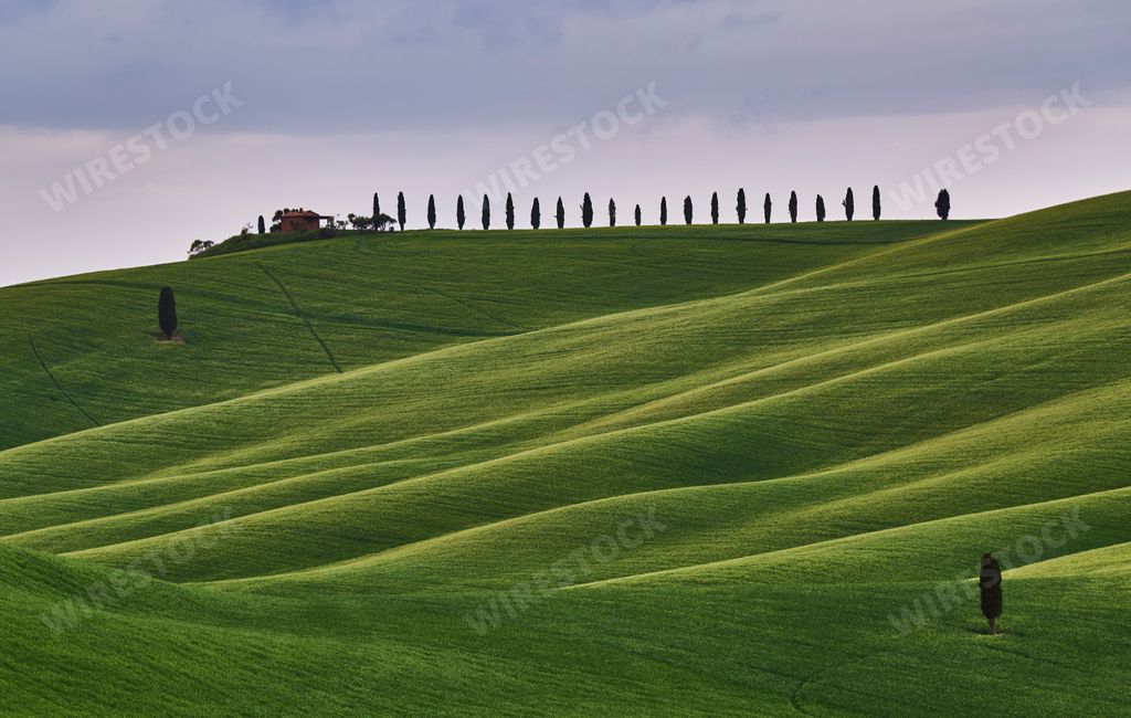 A row of trees on the top of beautiful yellow and green hill under dark cloudy sky
