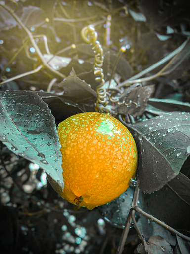 Yadeesh_Photography | “Nature” collection on Wirestock