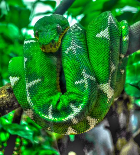 Abhishek Kumar| Vertical shot of a green snake inside the John G Shedd ...