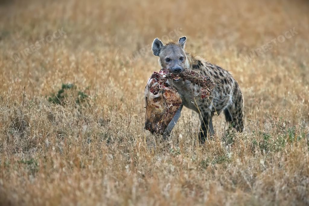 A spotted hyena carrying a dead animal in the Serengeti, Tanzania