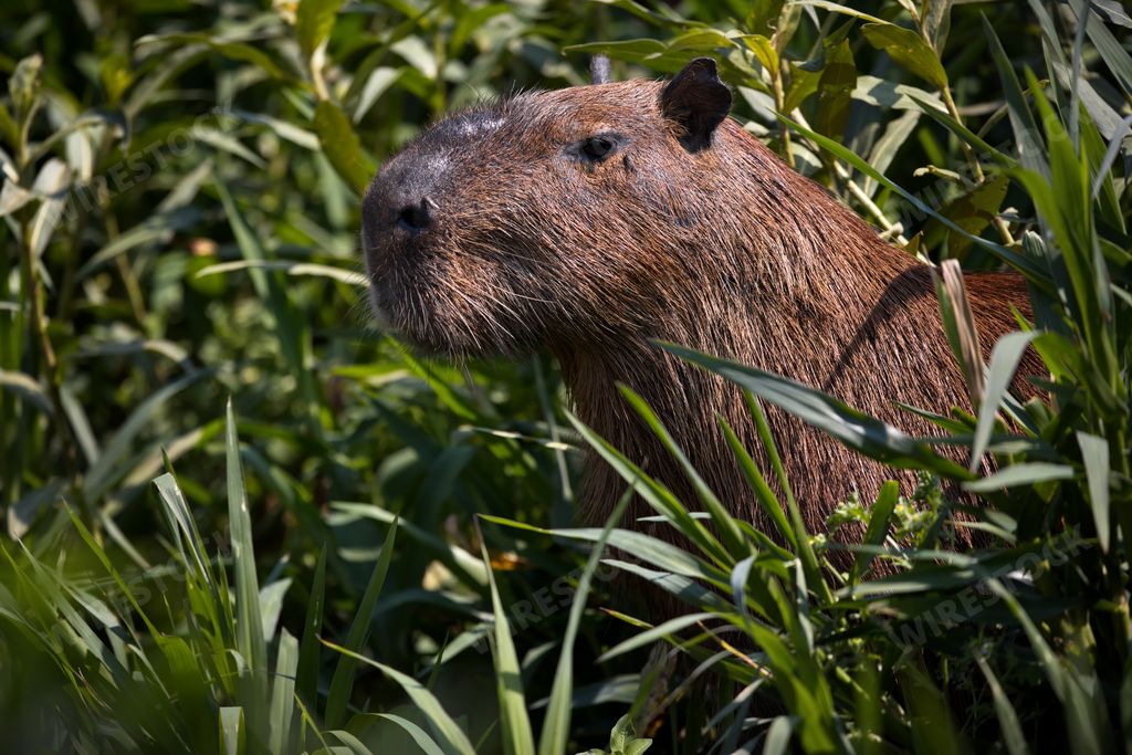 A selective focus shot of a capybara in plants in Pantanal, Brasil