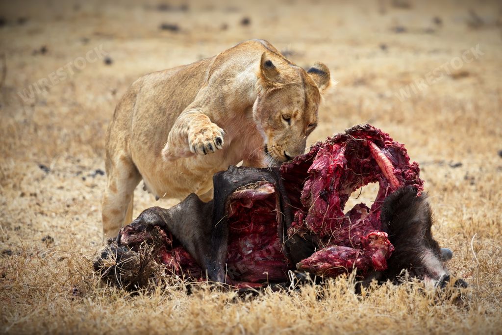 A closeup shot of a female lion eating from a bloody bear carcass in Tanzania