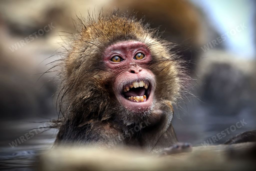 A little snow monkey standing in a shallow pool of water, its mouth wide open with prominent teeth visible in Jigokudani Monkey Park, Japan