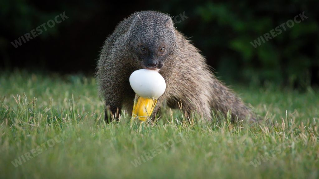 A view of an Egyptian mongoose eating a big egg on grassland in Israel