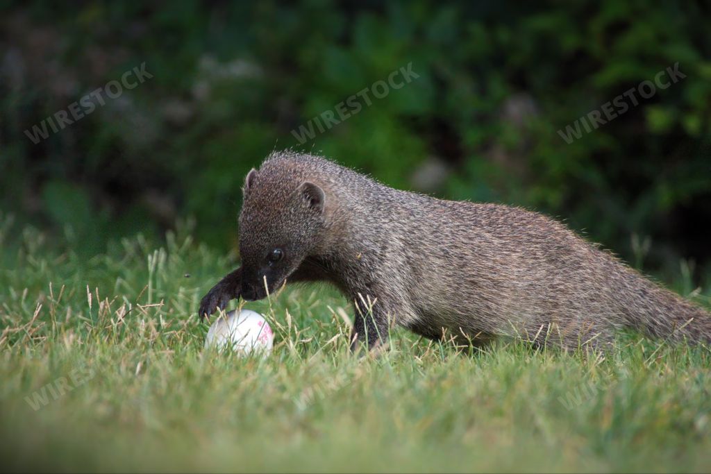 A closeup of a mongoose and an egg in a forest on a sunny day in Israel