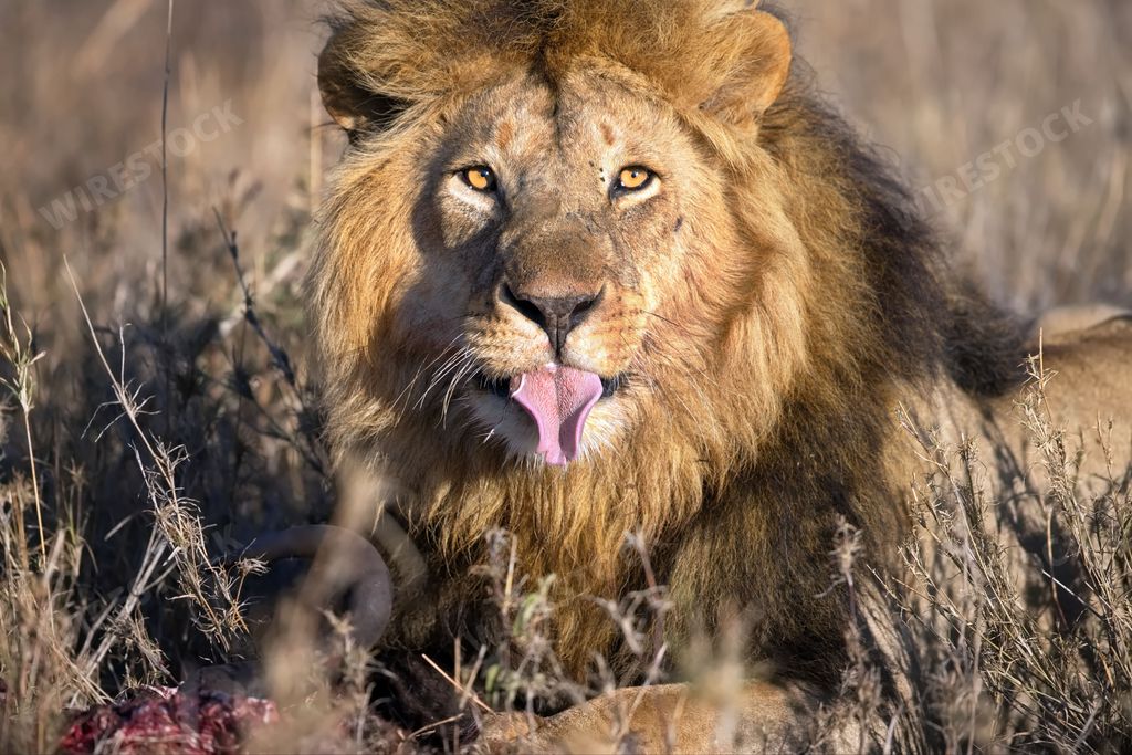 An African lion with its mouth open laying in the tall grass