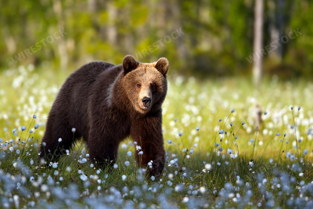 A big bear running in a field covered with white flowers in the forest