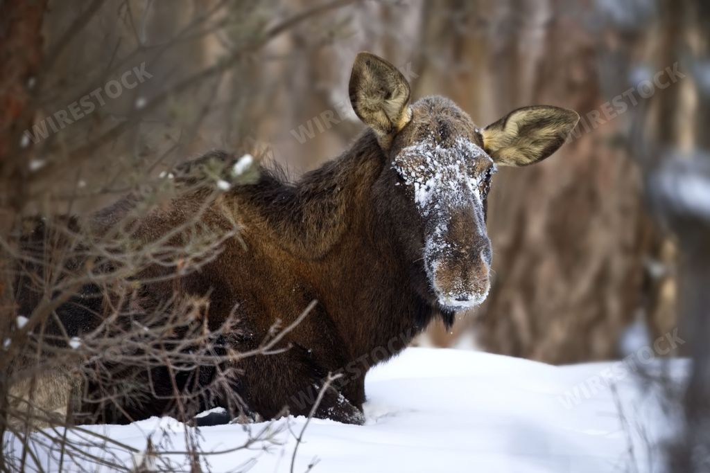 A selective focus of a moose in a forest covered in the snow with a blurry background