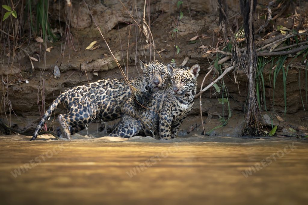 Two spotted jaguars mating on the shore of a pond in Pantanal, Brazil