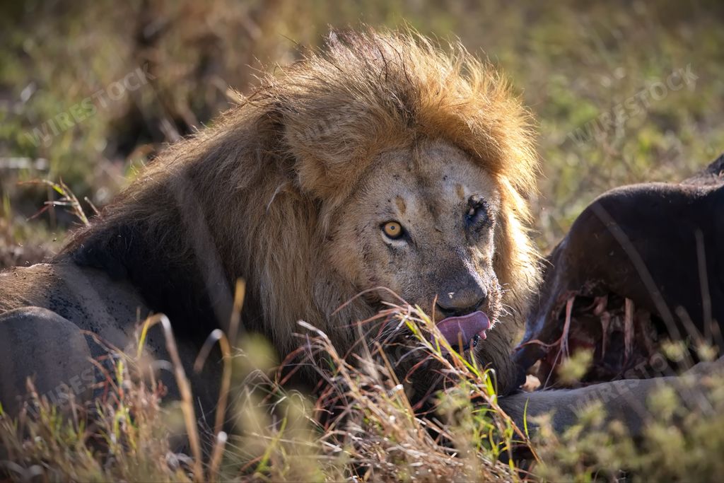 A closeup of an African lion in an open grassy field