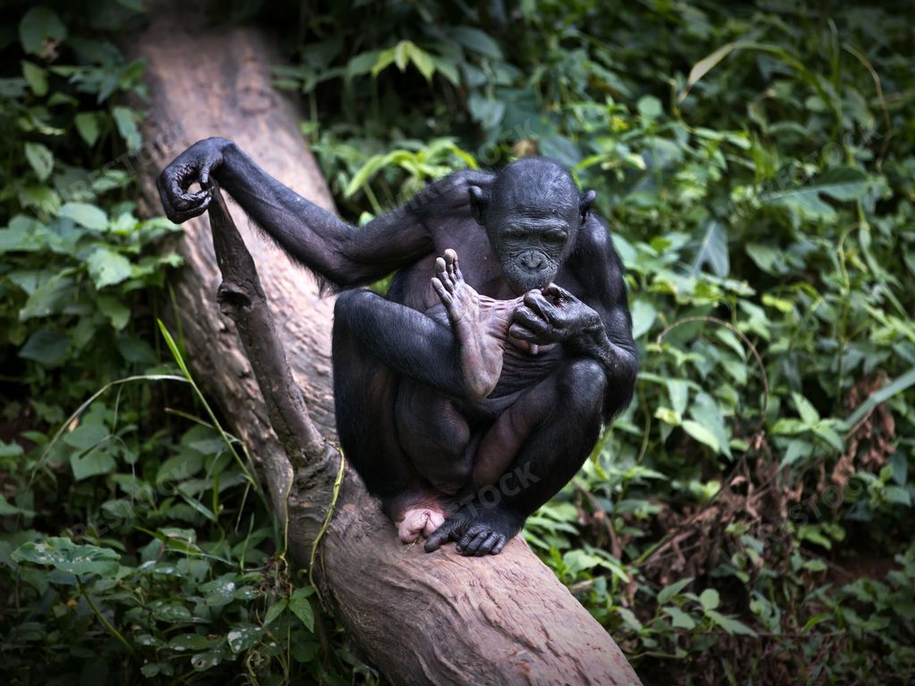 A bonobo monkey playing with its feet on a tree in the Democratic Republic of the Congo