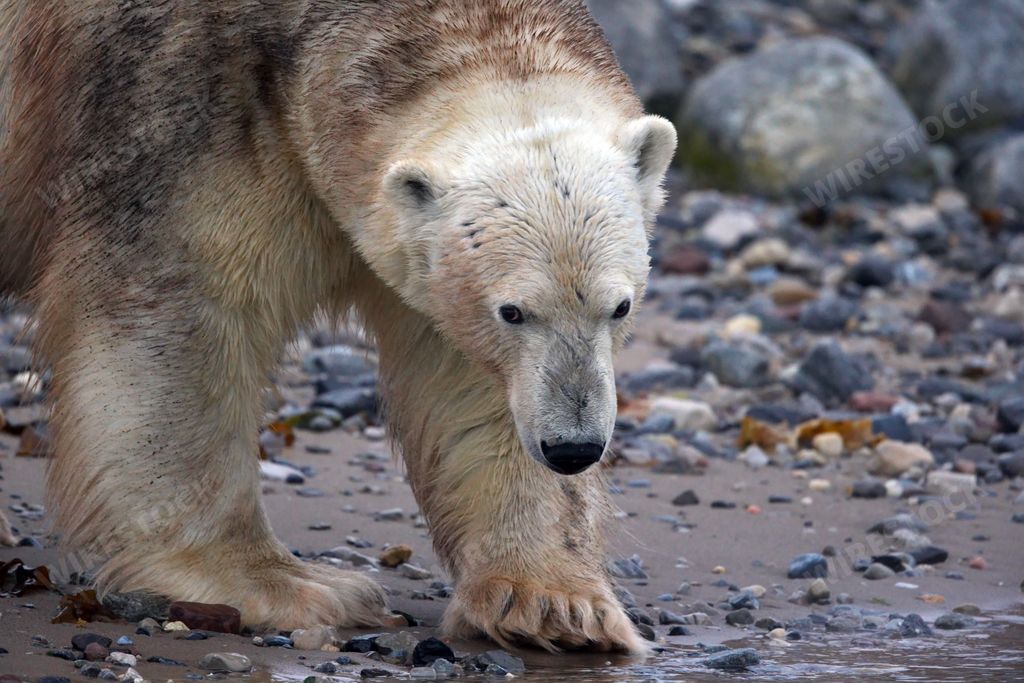 A closeup of an old polar bear on the stony shore at Svalbard in Norway